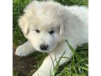 Maremma Sheepdog Puppy for sale in Leonard, MI, USA