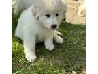 Maremma Sheepdog Puppy for sale in Leonard, MI, USA