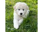 Maremma Sheepdog Puppy for sale in Leonard, MI, USA