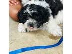 Shih-Poo Puppy for sale in New Orleans, LA, USA