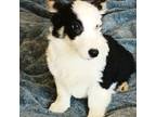 Cardigan Welsh Corgi Puppy for sale in Tucson, AZ, USA