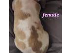 Basset Hound Puppy for sale in The Dalles, OR, USA