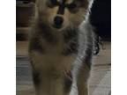 Siberian Husky Puppy for sale in Tucson, AZ, USA