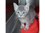 Adopt Meadow a Domestic Short Hair