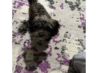 Shih-Poo Puppy for sale in Townsend, MA, USA
