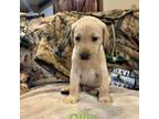Labrador Retriever Puppy for sale in O Fallon, MO, USA