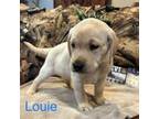 Labrador Retriever Puppy for sale in O Fallon, MO, USA