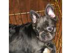 French Bulldog Puppy for sale in Hayward, CA, USA