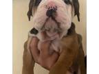Bulldog Puppy for sale in Auburn, WA, USA