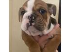 Bulldog Puppy for sale in Auburn, WA, USA