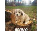 Apollo