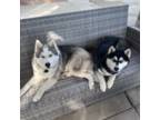 Siberian Husky Puppy for sale in Chino Hills, CA, USA