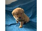 Golden Retriever Puppy for sale in Greenwood, WI, USA