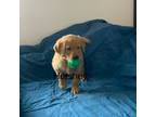 Golden Retriever Puppy for sale in Greenwood, WI, USA