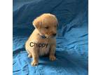 Golden Retriever Puppy for sale in Greenwood, WI, USA
