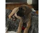 Great Dane Puppy for sale in Pound, VA, USA