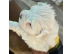 Maltese Puppy for sale in Crossett, AR, USA