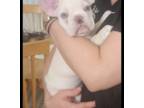 French Bulldog Puppy for sale in Schererville, IN, USA