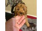 Mutt Puppy for sale in Union City, IN, USA