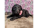 Goldendoodle Puppy for sale in West Plains, MO, USA
