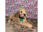 Goldendoodle Puppy for sale in West Plains, MO, USA