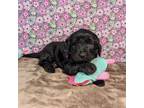 Goldendoodle Puppy for sale in West Plains, MO, USA