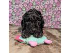 Goldendoodle Puppy for sale in West Plains, MO, USA