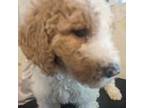 Goldendoodle Puppy for sale in Glen Cove, NY, USA