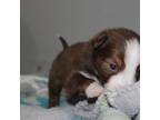 Australian Shepherd Puppy for sale in Jamestown, NY, USA