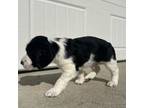 English Springer Spaniel Puppy for sale in Wilmington, NC, USA