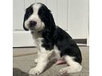 English Springer Spaniel Puppy for sale in Wilmington, NC, USA