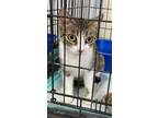 Adopt Abby a Domestic Short Hair