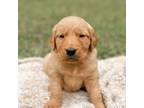 Golden Retriever Puppy for sale in New Waverly, TX, USA