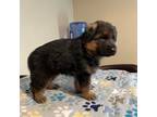 German Shepherd Dog Puppy for sale in El Paso, TX, USA