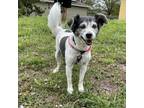 Adopt DAISY a Border Collie