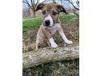 Adopt Brandy (Ziggys 10 Babies) a Pit Bull Terrier, Beagle
