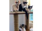 Adopt Lambkin bonded pair with sibling a Domestic Short Hair