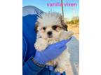 Adopt Vanilla Vixen #5445 a Shih Tzu, Poodle