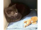 Adopt Childlike Empress a Russian Blue, Domestic Short Hair