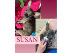 Adopt Susan a Boston Terrier