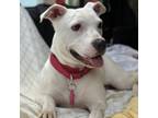 Adopt Brittany a Mixed Breed