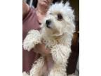 Adopt Buttercup a Goldendoodle