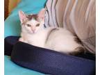 Adopt LAUREL a American Shorthair, Turkish Van