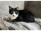 Adopt Mini a Domestic Short Hair