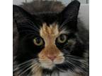 Adopt Patches a Domestic Long Hair