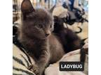 Adopt Ladybug a Domestic Short Hair