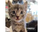 Adopt Firefly a Domestic Short Hair