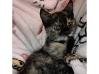 Adopt snickers a Domestic Medium Hair