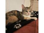 Adopt Moma Lucy a Domestic Short Hair