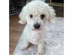 Adopt Annie a Poodle, Mixed Breed